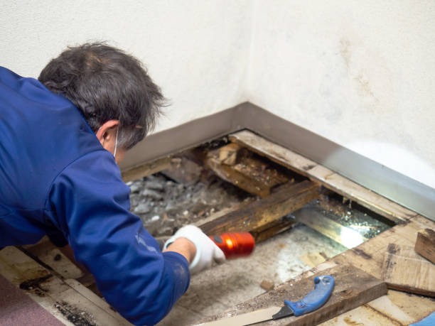 Best Black Mold Removal  in Laurel, MD