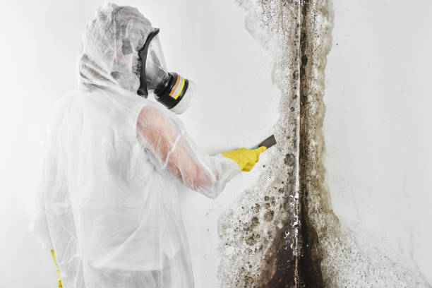 Best Mold Remediation  in Laurel, MD