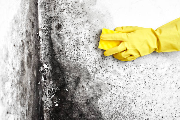 Best Residential Mold Removal  in Laurel, MD