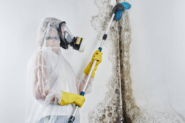 Best Professional Mold Removal  in Laurel, MD