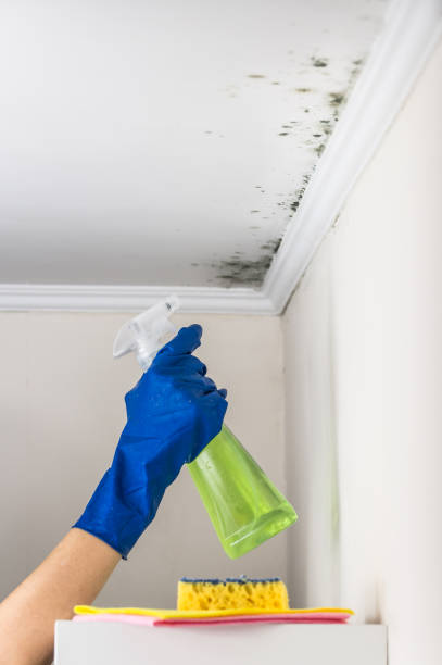 Best Certified Mold Removal  in Laurel, MD