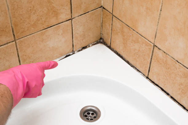 Best Mold Removal and Inspection  in Laurel, MD